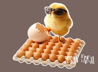 Ломан браун инкубационные яйца несушки отличный результат