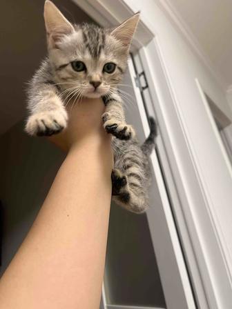 Продам котенка