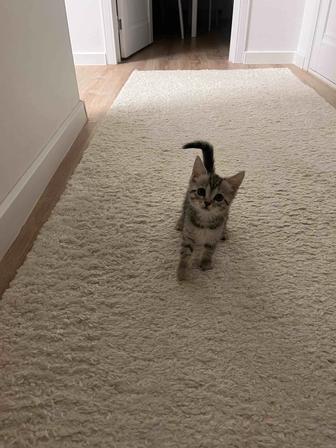 Продам котенка