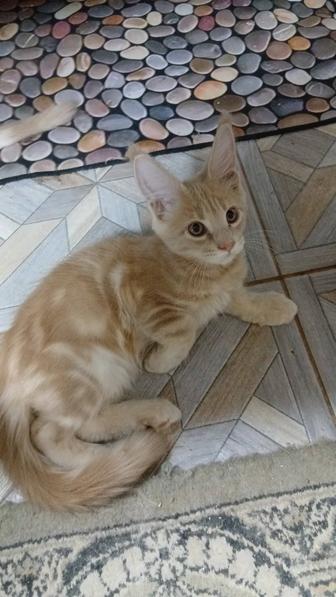 Продам котят. Мейн кун