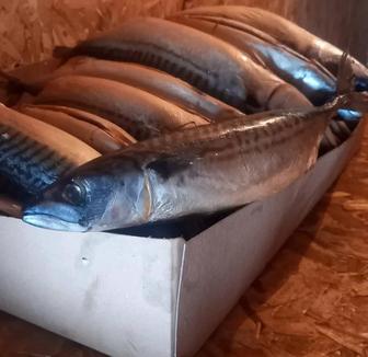 Скумбрия горячего копчения