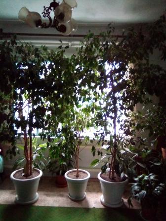 Продам комнатные растения