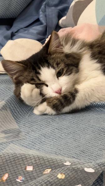 Котенок
