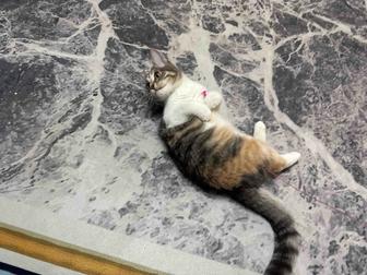 Отдам кошку в хорошие руки