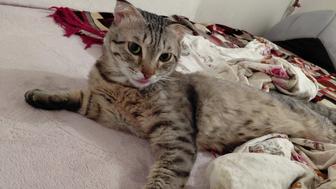 Кот бесплатно