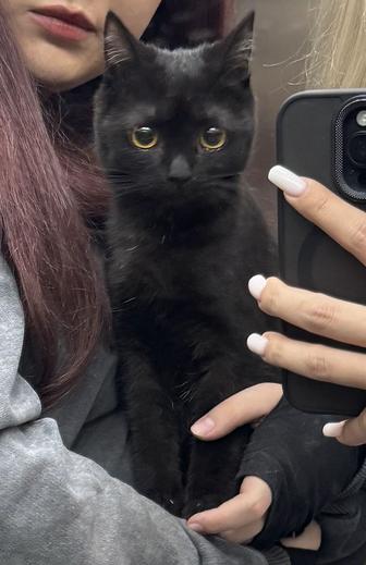 Кошка котенок примерно 6 месяцев