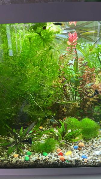 Аквариумные растения