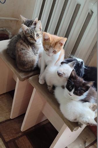 Отдам бесплатно котят
