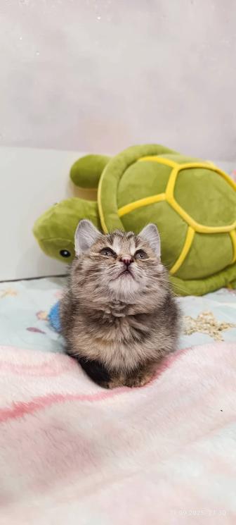 Отдам котенка в добрые руки
