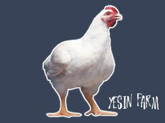 Бройлерные яйца инкубационные РОСС 308 стабильный вывод