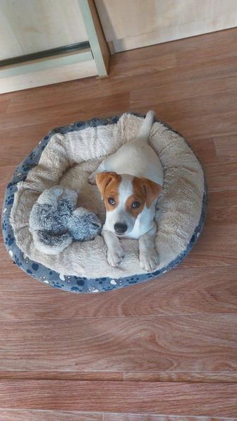 Щенок Джек Рассел терьер. Остался 1 чудесный мальчик