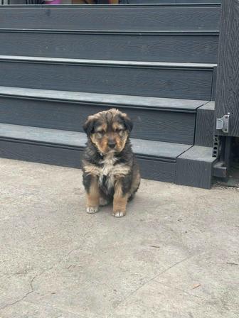 Продаются щенята