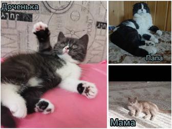 Продам котёнка