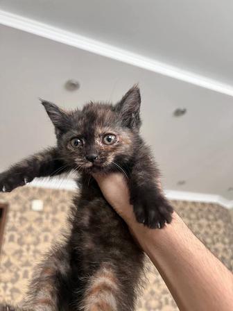 Отдам котенка шотландской прямоухой в добрые руки