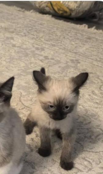 Продам котенка