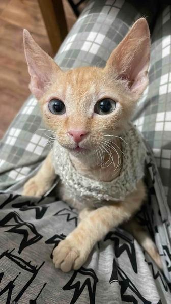 Донской сфинкс