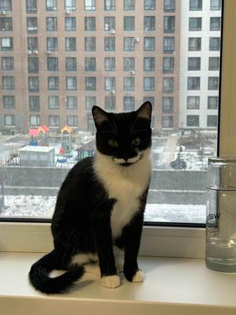 Отдам кошку в добрые руки