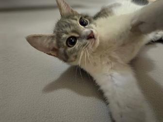 Котенок ищет дом