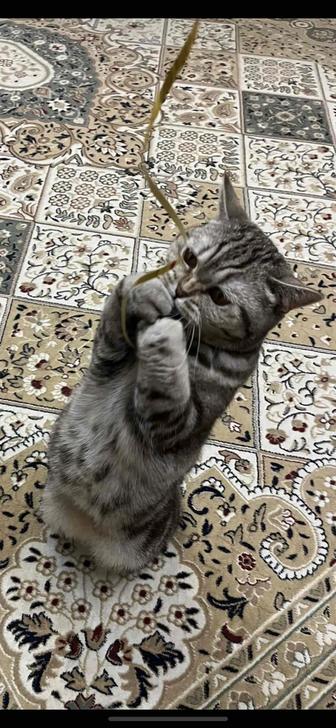 Отдадим Кошку в хорошие руки