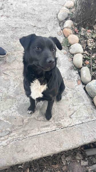 Отдам собаку в добрые руки