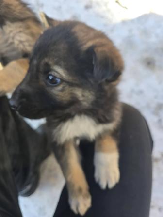 Отдадим щенков в надёжные руки!