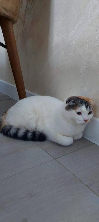 Продам кошку