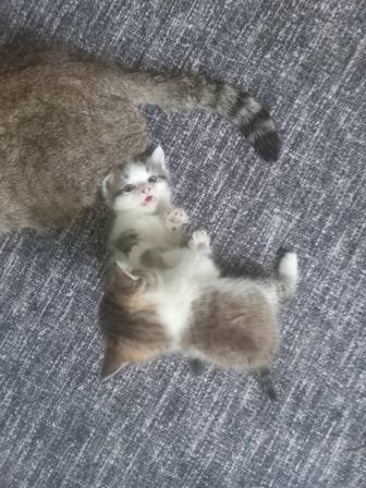 Отдам Котят в добрые руки шотландцы