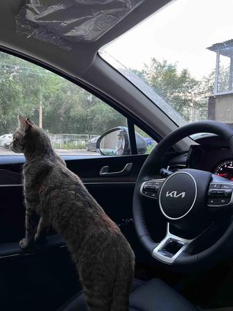 Отдам кошку в добрые руки