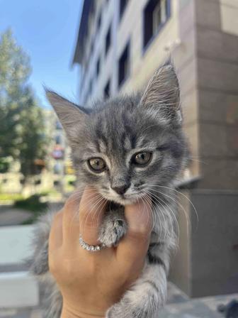 Отдам котенка в добрые руки