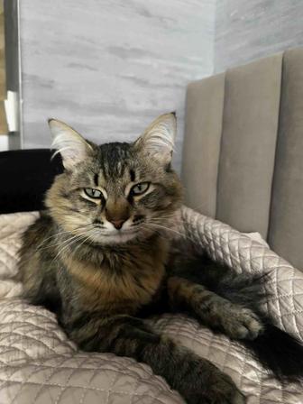Ищем новый дом котенку