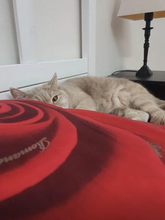 Британская короткошерстная кошка