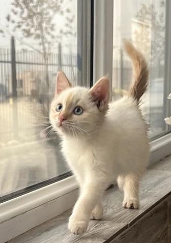Котенок смесь перса и тибетской