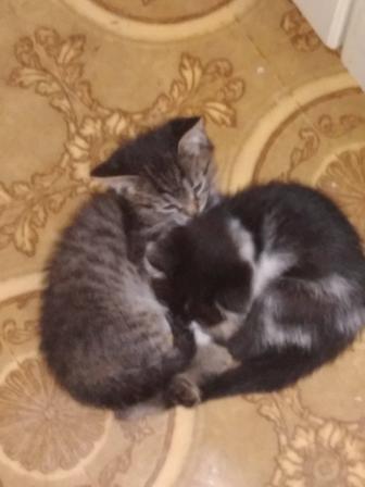Отдам бесплатно трёх котяток