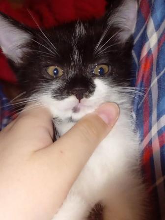 Отдам бесплатно трёх котяток