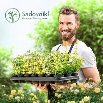 Услуги Садовника. Спил деревьев