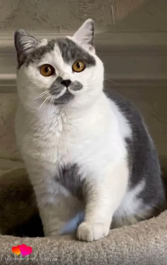 Британский кот