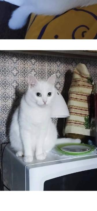 Ищу кошку