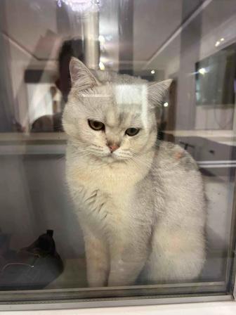 Шиншилла Британец