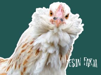 Инкубационные яйца породные куры из России под заказ, отправка