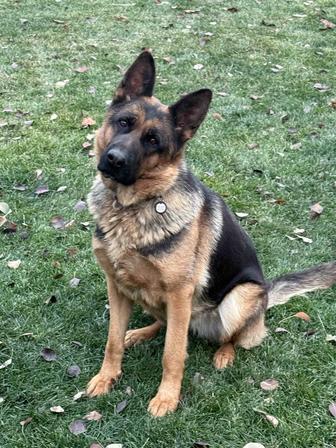 Продам немецкую овчарку 3.5 года