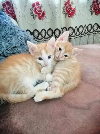 Отдам котят