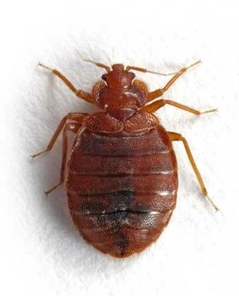 Дезинфекция обработка уничтожение тараканы постельные клопы крысы