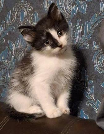 Отдам котят