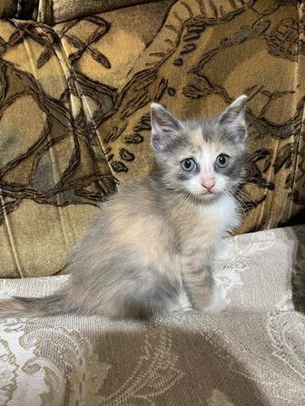 Отдам котят