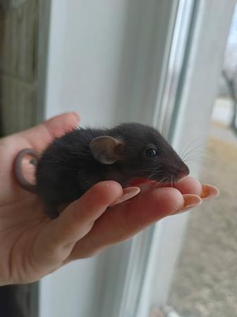 Продам декоративных крысят дамбо/стандарт, возраста 5 и 6 недель