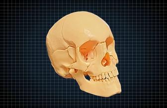 Череп человека сборный