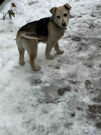 Отдам в добрые руки щенка