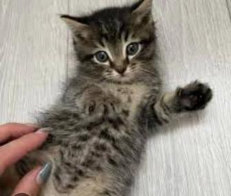 Кошка бомбейская