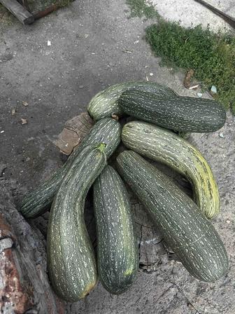 Кабачки и огурцы домашние