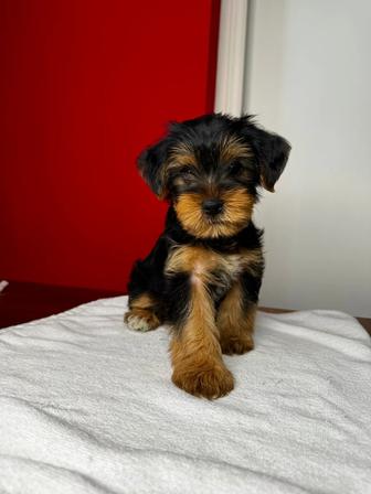Продам щенков Йоркширский терьер